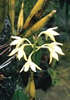 Papua-Neuguinea: Orchideen