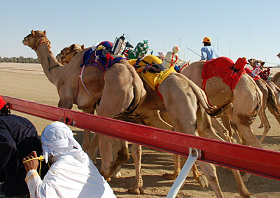 Kamelrennen in Abu Dhabi