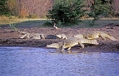 Südäthiopien - Krokodile am Chamosee