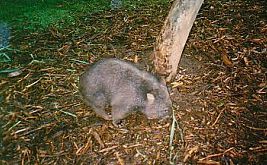 Australien / Wombat