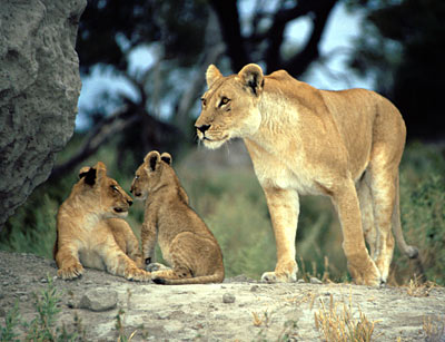 Botswana Kwando Löwenmutter
