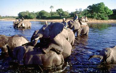 Botswana / Elefantenreiten