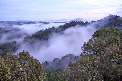 Brunei - Borneo - Nebelschwaden über dem Regenwald