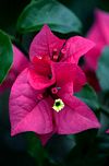 F&uuml;r die Bl&uuml;tenf&uuml;lle Costa Ricas stehen Bougainvilleen