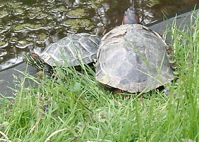 Reiseführer Bremen - Wasserschildkröten im Rhododendronpark
