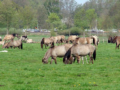 Dülmen - Wildpferde