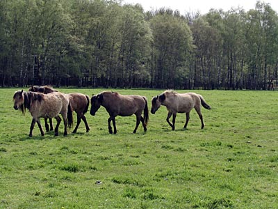 Dülmen - Wildpferde