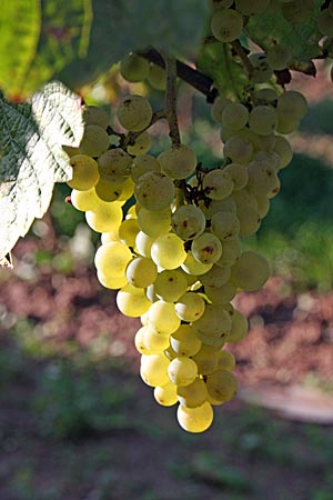 Weintrauben bei Nierstein