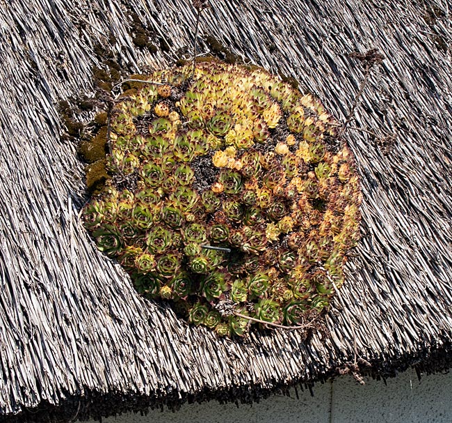Klein Zicker auf Rügen - Sukkulenten auf einem Grasdach