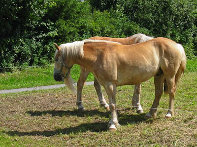 Münsterland: Pferde