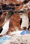 Blaufu&szlig;t&ouml;lpel auf Galapagos