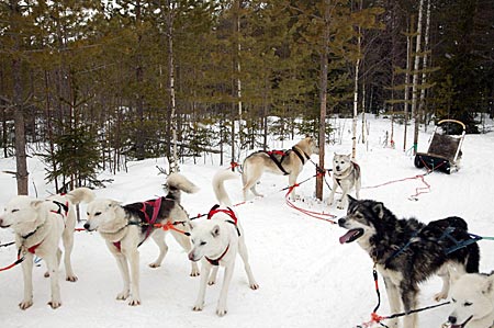 Finnland - Huskies in Lappland