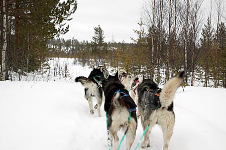 Finnland - Schlittenhunde