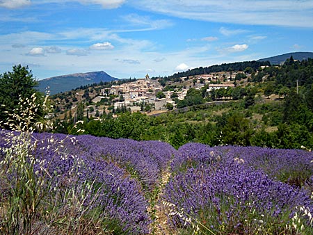 Frankreich - Lavendelfeld bei Aurel