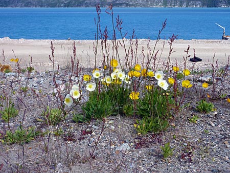 Grönland - Ivittuut - Blumen