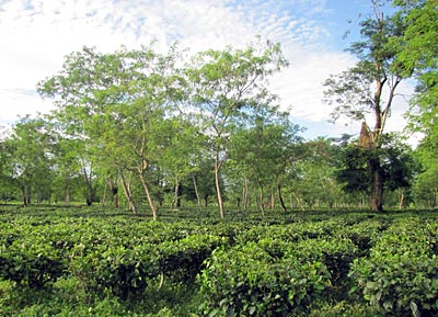 Indien - Kaziranga National Park - Teeplantage