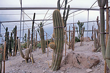 Italien Meran Kaktusgarten