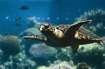 Jordanien - Aqaba
