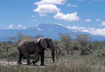 Kenia Kimana Elefant