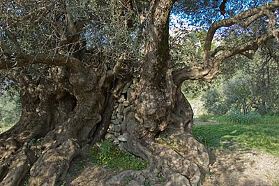 Uralter Olivenbaum auf Kreta