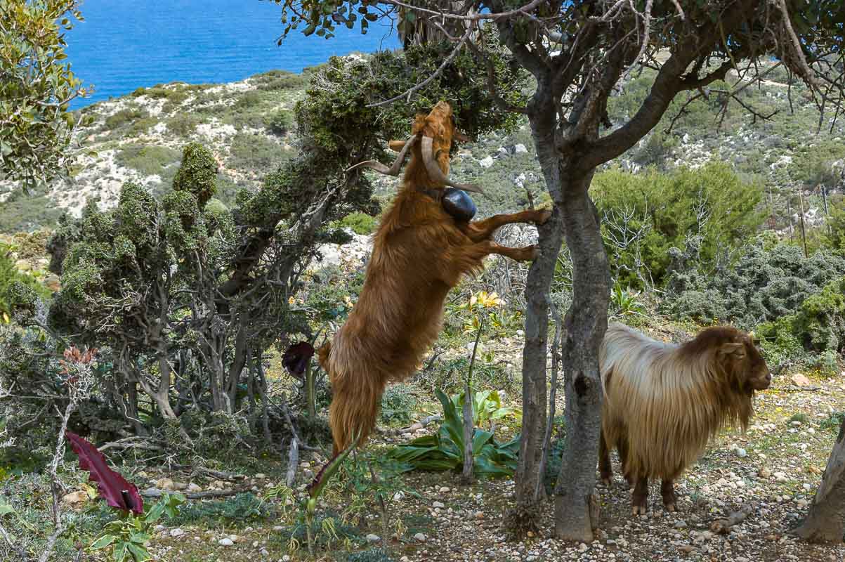 Ziegen auf Kreta