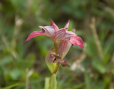 Orchidee in den Bergen bei Kamares, Kreta