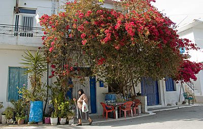 Mirtos im Frühjahr (Kreta)