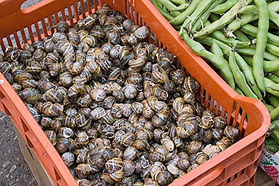 Schnecken, frisch vom Markt, Kreta