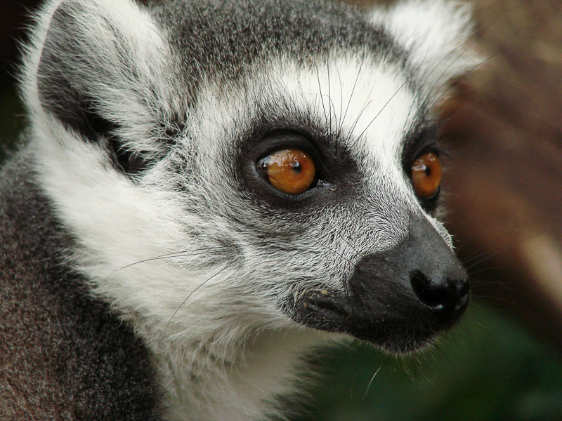 Kurzportrait Madagaskar