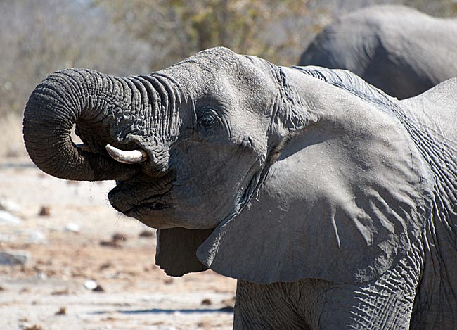 Namibia - Etosha Nationalpark - Elefant