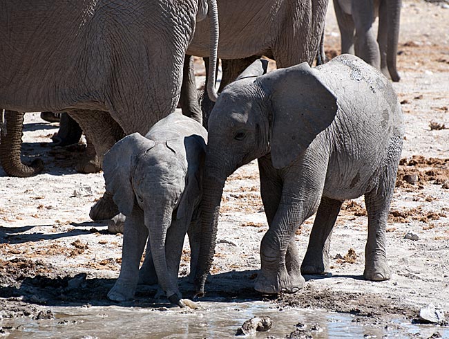 Namibia - Etosha Nationalpark - Elefant