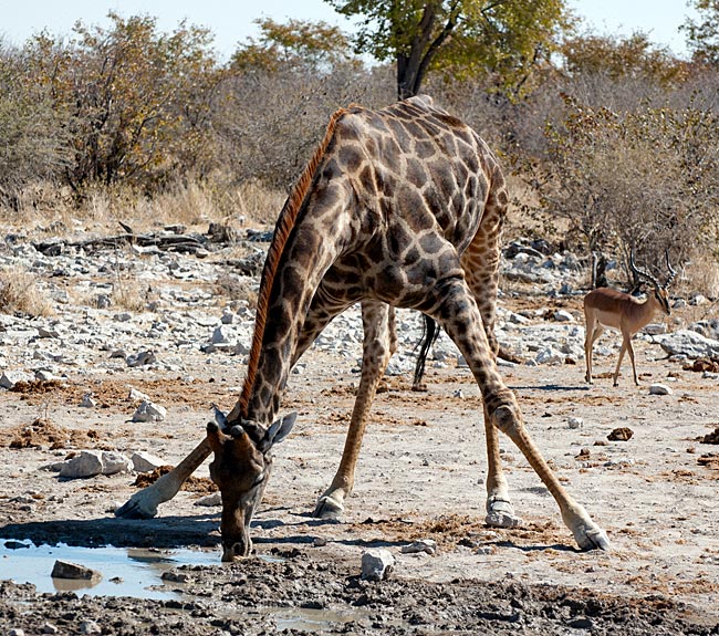 Namibia - Etosha Nationalpark - Giraffe beim Saufen