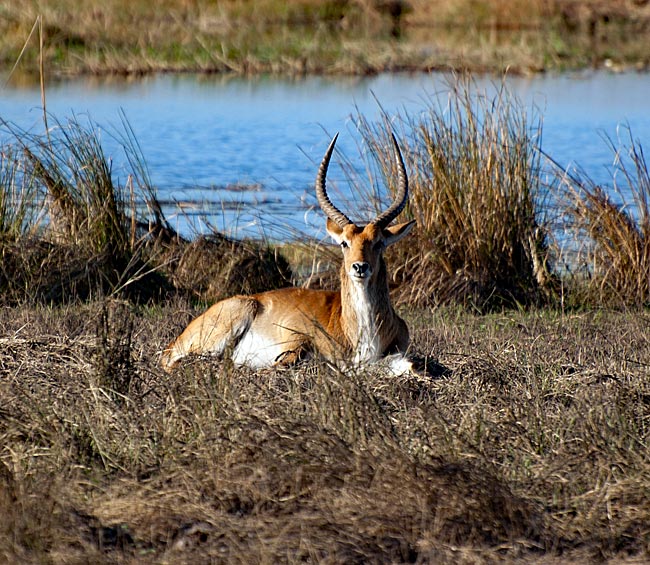 Namibia - S&auml;belantilope im Mahangu Park
