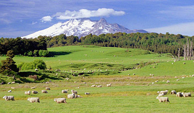 Neuseeland Tongariro Schafweide