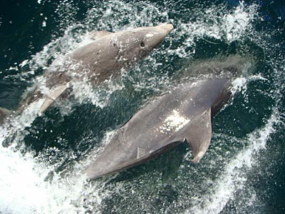 Neuseelnad - Fjordland-Nationalpark - Delfine