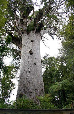 Neuseeland - Waipoua Forest - Tane Mahuta