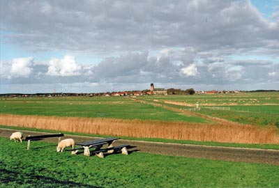 Niederlande - Ameland - Nachsaison auf Ameland: Schafe grasen ungestört auf einem Picknick-Platz. Im Hintergrund hat sich der Ort Hollum in den Feldern und Weiden versteckt
