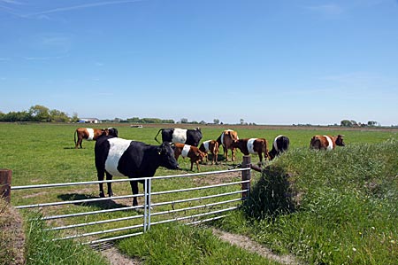 Niederlande - Texel - Kühe
