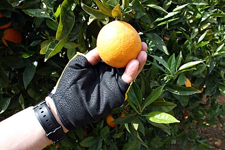 Portugal - Allgarve - Orangenbaum
