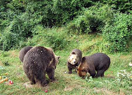 Rumänien - Transsilvanien - Bären im Schutzreservat Libearty bei Zarnesti