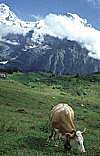 Bergwelt in der Schweiz