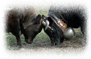 Schweiz Wallis Kuh mit Glocke