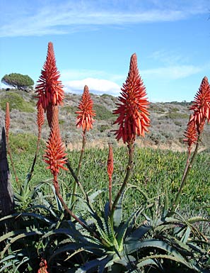 Spanien Andalusien Blüten
