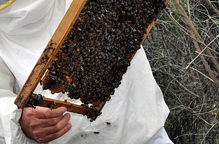 Spanien - Honig im Las-Hurdes-Gebirge in der Extremadura