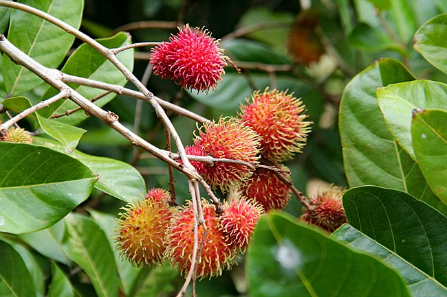 Suriname - Früchte