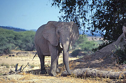 Tansaania Safari Elefant