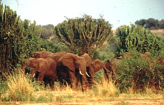 Uganda / Elefanten