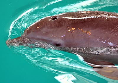 USA - Florida - Pinellas Halbinsel - Clearwater Marine Aquarium - Delfin