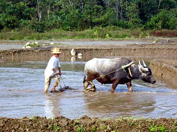 Vietnam Wasserbüffel