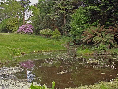 Irland: Ein kleiner lauschiger Teich am Broad Walk von Derreen Gardens
